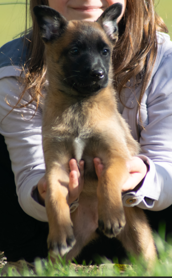 De La Forêt Des Lyns - Chiots disponibles - Berger Belge
