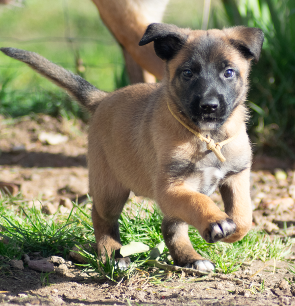 De La Forêt Des Lyns - Chiots disponibles - Berger Belge